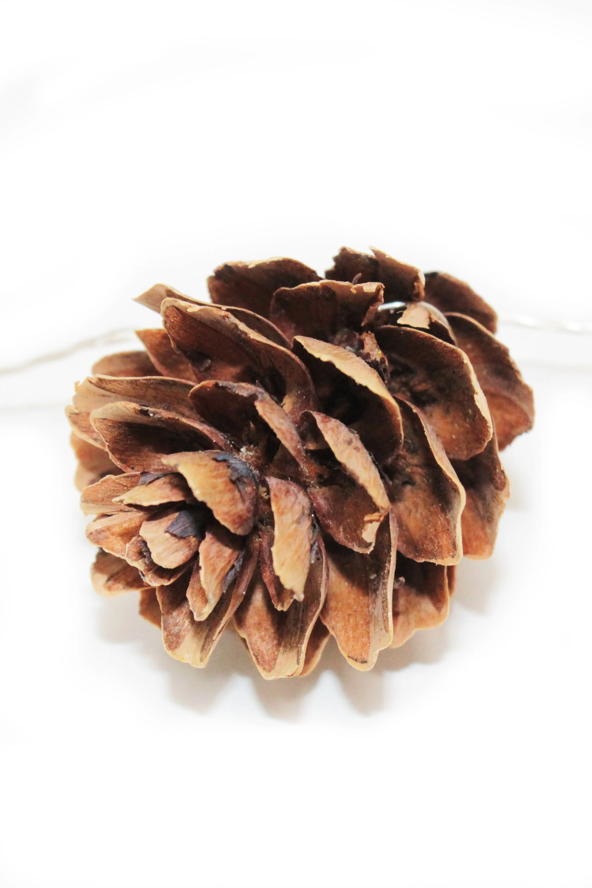 15 LED Pine Cone String Light Battery Operated - Warm White